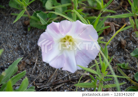 Sea Bindweed Flowers Blooming on the Beach Sea Bindweed Flowers Blooming on the Beach 128343207