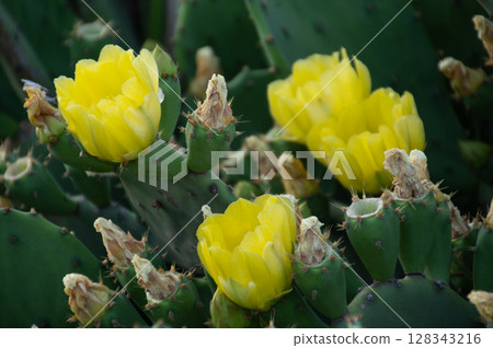 Yellow flower of peach cactus 128343216