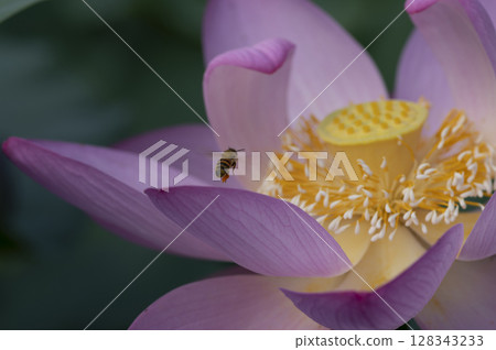 A bee is hovering over the Ohga lotus. 128343233