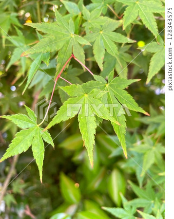 Fresh green autumn leaves 128343575