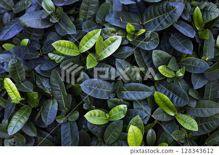 Background Of West Indian Jasmine Tree, Background for advertising and wallpaper in nature and seasonal scenes. 128343612