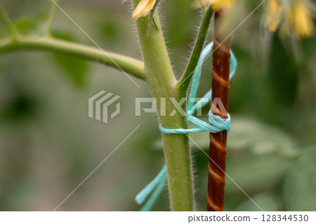 Close-up of Green Plant Stem Tied to Support Stake in Garden 128344530