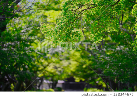 Saikyo 128344675