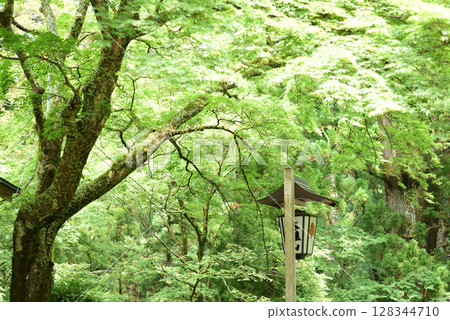 大雄山西乘寺：新綠 128344710