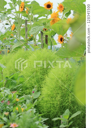 Kochia and Sunflowers 128345500