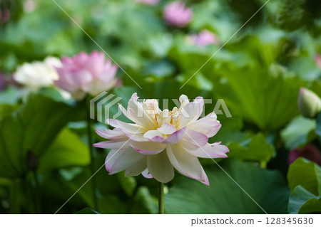Landscape with lotus flowers Landscape with lotus flowers 128345630