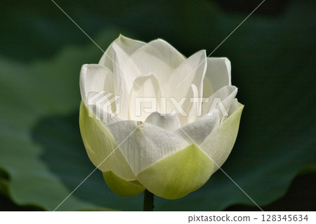 White Lotus Flower White Lotus Flower 128345634