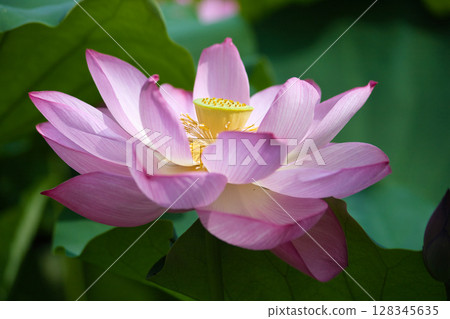 bee sucking nectar from lotus flower 128345635