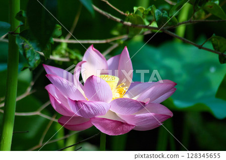 風景與蓮花 128345655