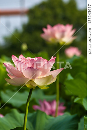 藍天上的蓮花 藍天上的蓮花 128345657