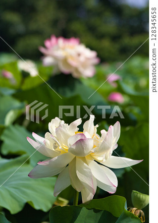 白蓮花 白蓮花 128345658