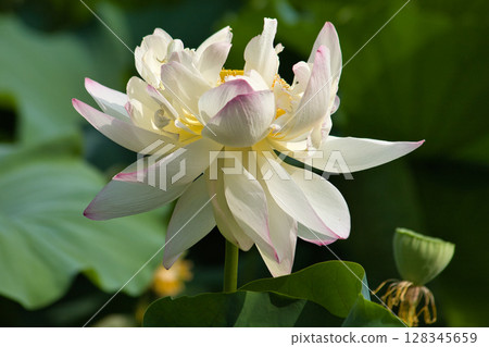 白蓮花 128345659