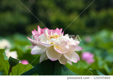 白蓮花 128345660