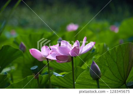 風景與蓮花 128345675