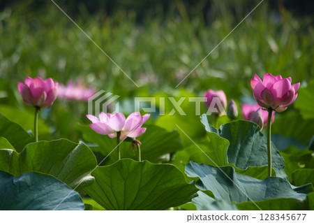 初夏盛開的霞公園男鹿蓮花 128345677