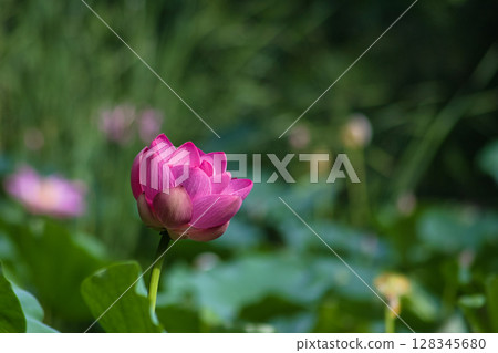 Lotus flower buds and buds 128345680