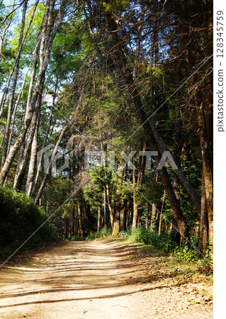 Beautiful sunshine in pine forest with walking route dirty road and tail on the mountain in natural sunlight Beautiful sunshine in pine forest with walking route dirty road and tail on the mountain in natural sunlight 128345759