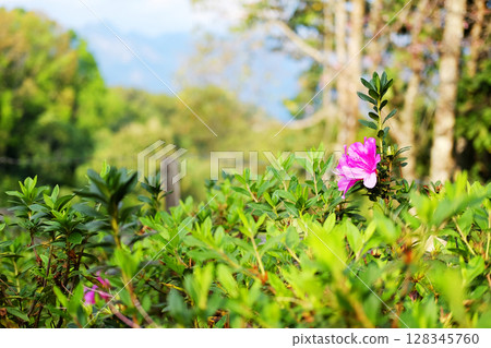 Blooming fresh pink Azalea flowers meadow in natural sunlight decorated in garden. Copy space Blooming fresh pink Azalea flowers meadow in natural sunlight decorated in garden. Copy space 128345760