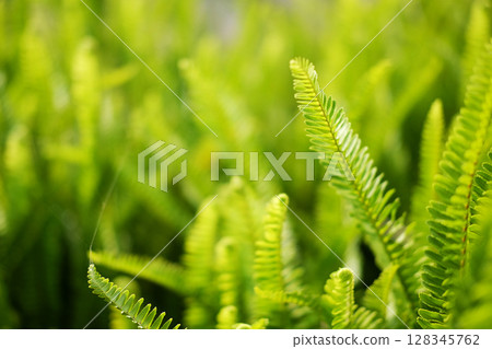 Fresh green fern leaves plant meadow in tropical forest and natural sunlight in sunny bright day background. Copy space 128345762