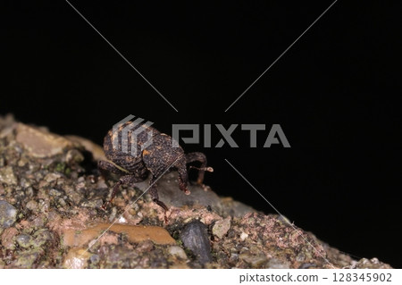 Living creatures, insects, Japanese stag beetle, a weevil with a body length of 3 to 5 mm. It can be found on dead broad-leaved trees. Living creatures, insects, Japanese stag beetle, a weevil with a body length of 3 to 5 mm. It can be found on dead broad-leaved trees. 128345902