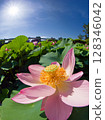 Lotus flowers in Chiba Park stand out against the blue sky, heralding the start of summer 128346042