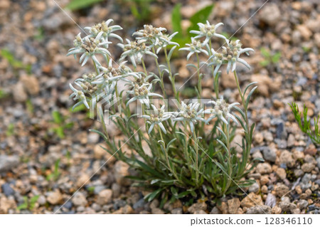 Edelweiss 128346110