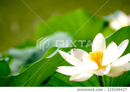 Lotus flower 128346427