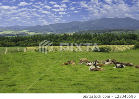 Ranch cattle Ranch cattle 128346590