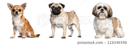 三種狗：吉娃娃、哈巴狗和西施犬 128346598