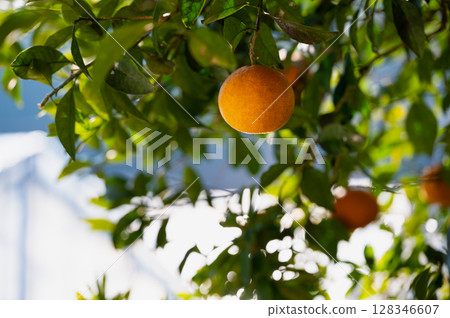 生長在樹上的瀨戶內橘子 128346607