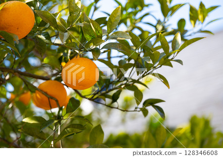 Setoka mandarin oranges growing on the tree Setoka mandarin oranges growing on the tree 128346608