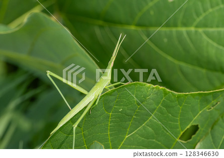 Lepidoptera litura Lepidoptera litura 128346630