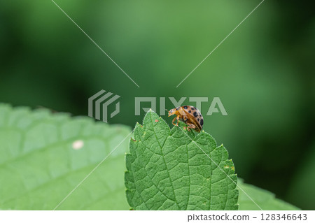 Affiliation Affiliation 128346643