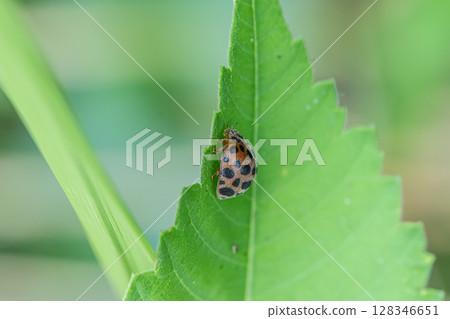 甲殼蟲,Epilachna瓢蟲 甲殼蟲,Epilachna瓢蟲 128346651