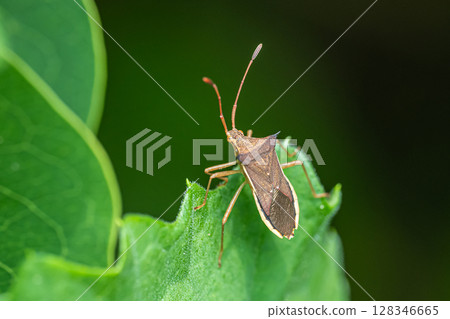Hosohari stink bug Hosohari stink bug 128346665