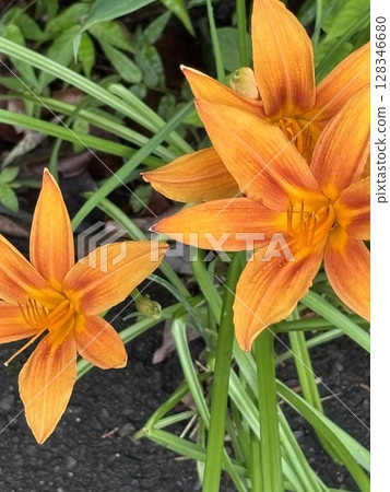 bright orange lilies bright orange lilies 128346680