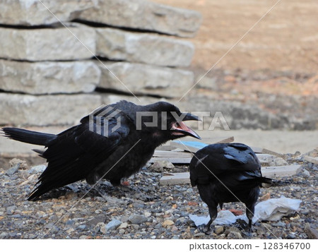 A crow's young bird begging for food A crow's young bird begging for food 128346700