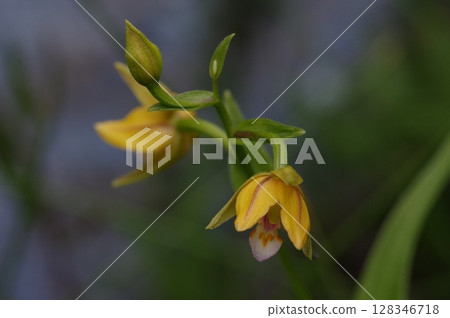 柿子黃花 128346718