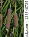 Ear of the Gama 128346725