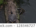 A green slider trying to climb a log 128346727