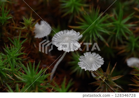 Translucent mushroom 128346728
