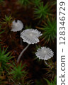 Translucent mushroom 128346729