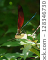 Damselfly 128346730