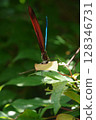 Damselfly 128346731