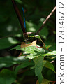 Damselfly 128346732