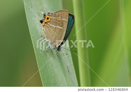 Living creatures, insects, green hairstreak, males have beautiful metallic golden green wings. In an alder forest in early summer 128346804