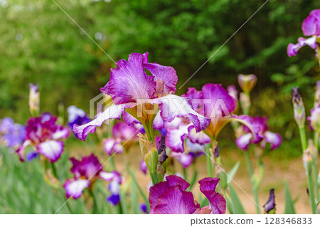 Wisteria Hill German Iris Flowers 2-7 128346833