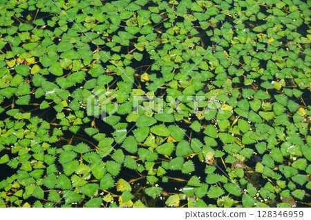 Ryobus that flourished over the pond Ryobus that flourished over the pond 128346959