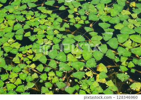 在池塘上蓬勃發展的菱形 128346960