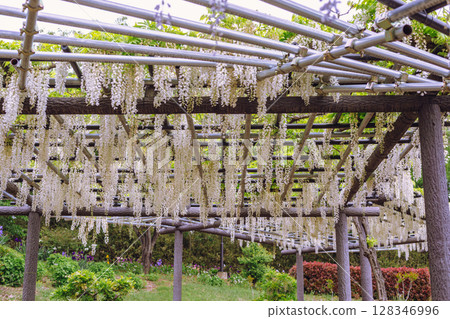 紫藤花開山紫藤花2-20 紫藤花開山紫藤花2-20 128346996